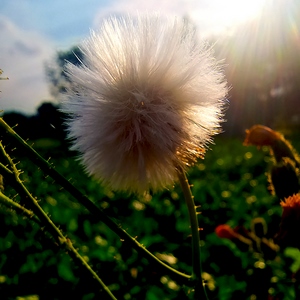 Boule de graines de pissenlits au soleil - France  - collection de photos clin d'oeil, catégorie plantes